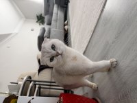Ücretsiz Sahiplendirme Scottish Fold Kedisi