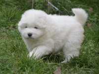 KIF/FCI ŞECERELİ SAMOYED YAVRULAR