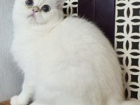 British shorthair ny 12 33 erkek