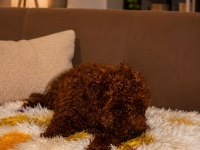 1 dişi ve 1 erkek toy köpekler yuvalarını arıyor