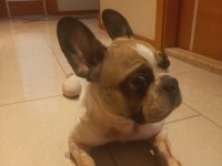 Bal Kız Fransız Bulldog