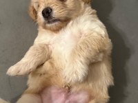 23 mayıs doğumlu maltipoo yavrularım