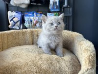 Lilac british shorthair
