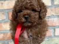Eğitimli kore toy poodle yavrular
