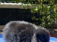 ORJINAL CÜCE VE MİNİ LOP TAVŞANLAR