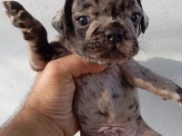 MERAKLISINA FRENCH BULLDOG KÖPEĞİMİZ