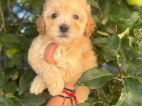 Maltipoo Yavruları