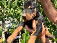 Doberman yavrularımız