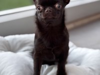 Chocolate 4 aylık erkek yavru chihuahua