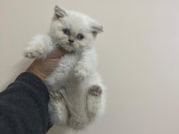 Teslime hazır a kalite bebek british shorthair