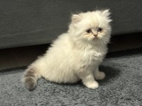 British Longhair Blue Point
