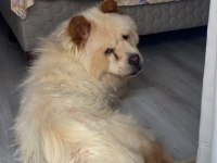 2 yaşında çin aslanı kızımızı sahiplendiriyoruz