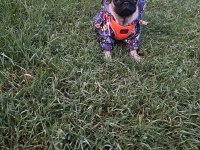 1 aylık dişi pug