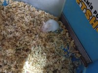 Oyuncu hamster yavruları