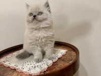 BRİTİSH LONGHAİR (BLUEPOİNT)