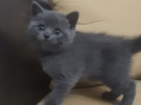45 günlük Scottish fold ve British Shorthair