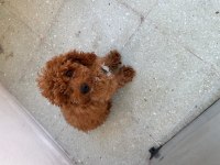 Toy Poodle Evde Beslendi Mama Parasına Verilecektir