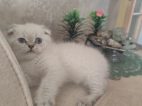 Safkan kalite scottish fold isteyen buyursun