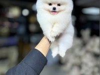 Fci Scr belgeli pomeranian bebekler