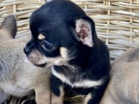 CHiHUAHUA KIZLAR