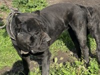 Cane Corso Üst Sınıf