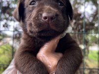 Harika Güzellikte Labrador Yavrular