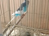 Uyguna renk güzeli takımlar yerinde gelip görebilirsiniz kuş