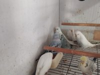 Jumbo Gold Teksas Sariyüz Teksas Kuşlar
