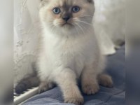 2 aylık Dişi Scottish Fold Blue Point