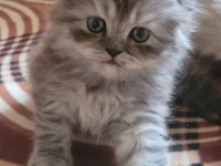 Scottish fold longhair dişi