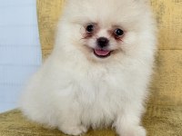 ORİJİNAL POMERANİAN BOO