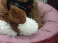Yavru Toy Poodle