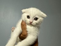 Sevimli scottish fold kedim