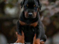 Üst Kalite Doberman Bebeklerim