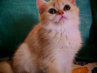 British Shorthair NY 12 dişi
