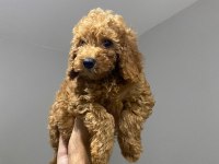 2 DİŞİ YAVRU TOY POODLE SAHİPLENDİRİYORUZ