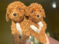 Şirin Maltipoo Bebeklerimiz Yeni Yuvasını Arıyor