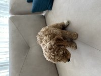 2 buçuk aylık poodle