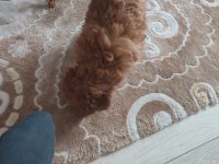3 Aylık dişi toy poodle