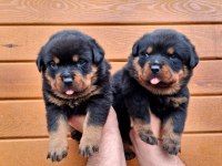 Rottweiler sağlıklı yavrular