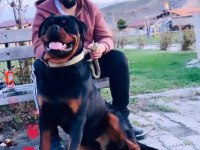 Daha iyisi yok a secereli uygun rottweiler