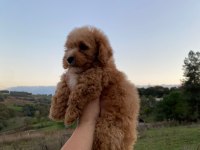 3,5 Aylık MALTİPOO
