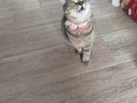 British shorthair kedimiz lily yeni yuvasını arıyor