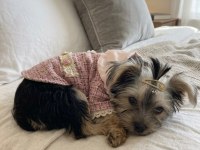 Barbie prenses yorkshire terrier
