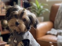 Evinizin neşesi olacak yavru köpekler