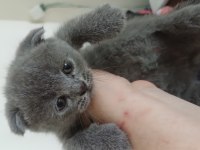 Scottish fold yavrular teslime hazır