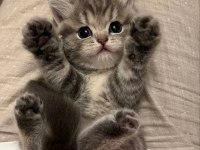 Minnak scottish fold yavrularımız