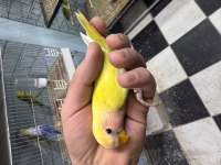 Bebek Sevda Papağanı