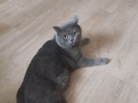 British shorthair kedilerimize acil ev arıyoruz ücretli