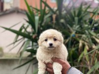 Maltipoo dişi ve erkek yavrularımız